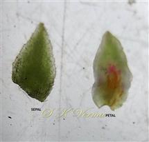  Sepal and Petal